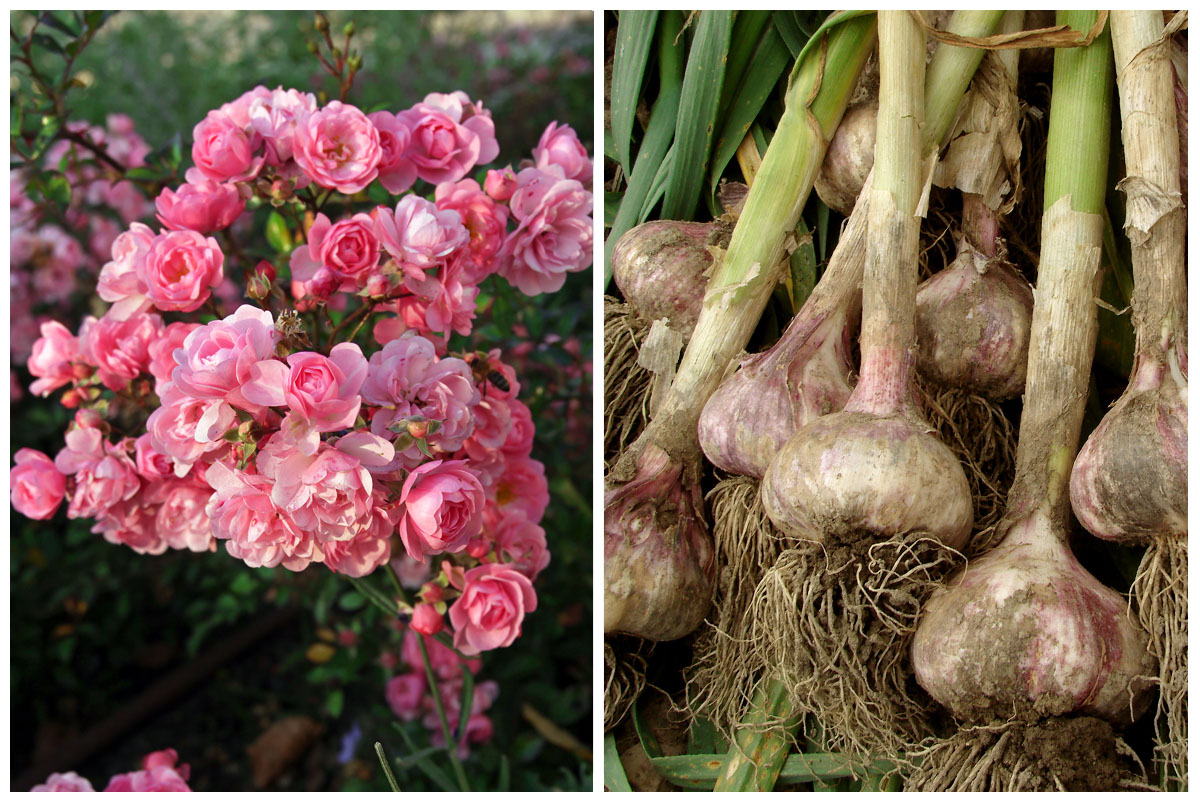 Roses and garlic